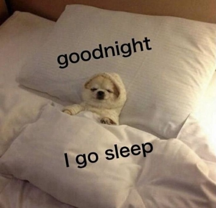 meme ngủ ngon bựa chế