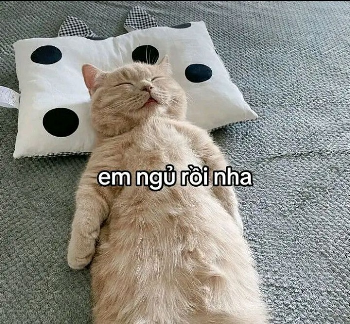 meme ngủ ngon mèo