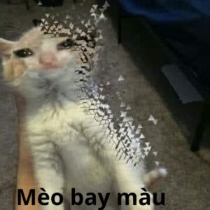 mèo bay màu