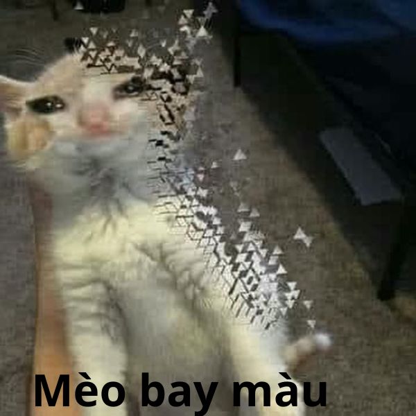 mèo bay màu