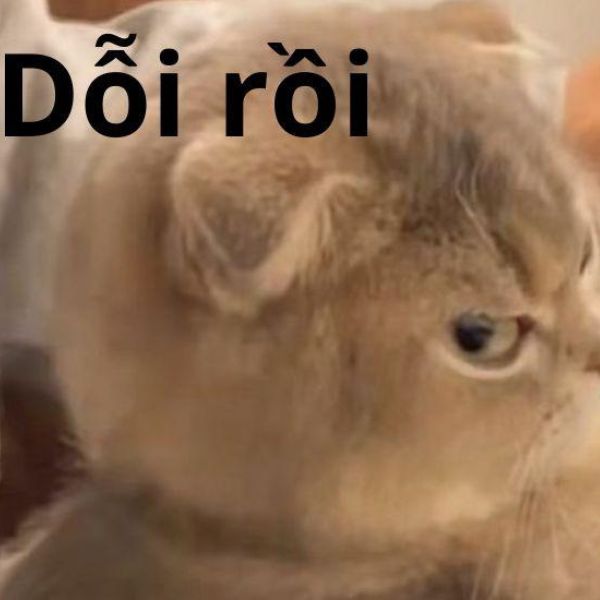mèo dỗi rồi ạ