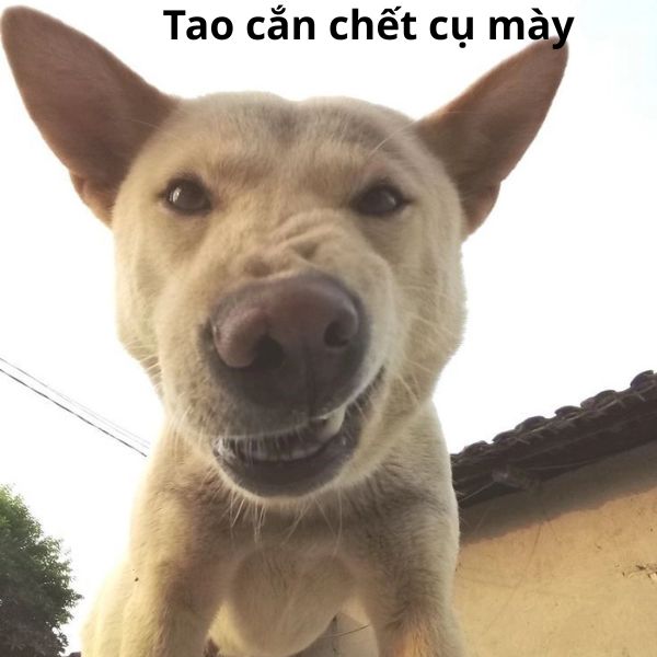 tao cắn chết cụ mày