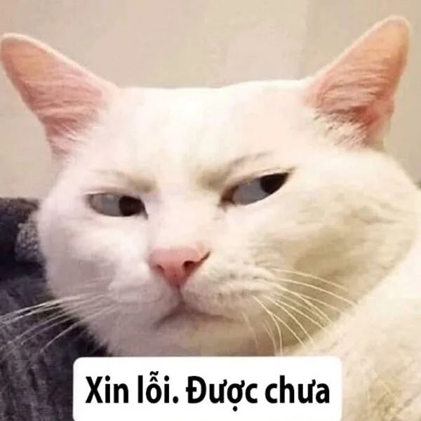 xin lỗi được chưa con