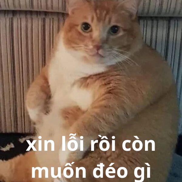 xin lỗi rồi còn muốn đéo gì