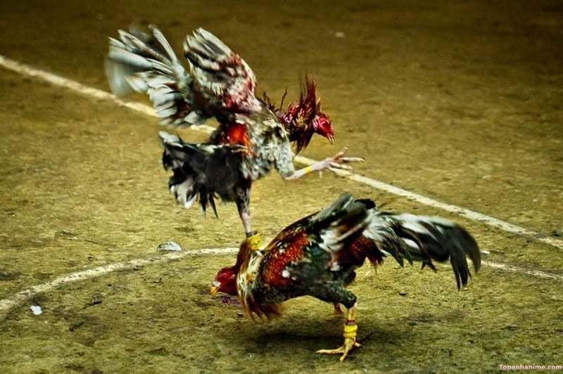 Quy trình om bóp tiêu chuẩn cho gà vừa thi đấu