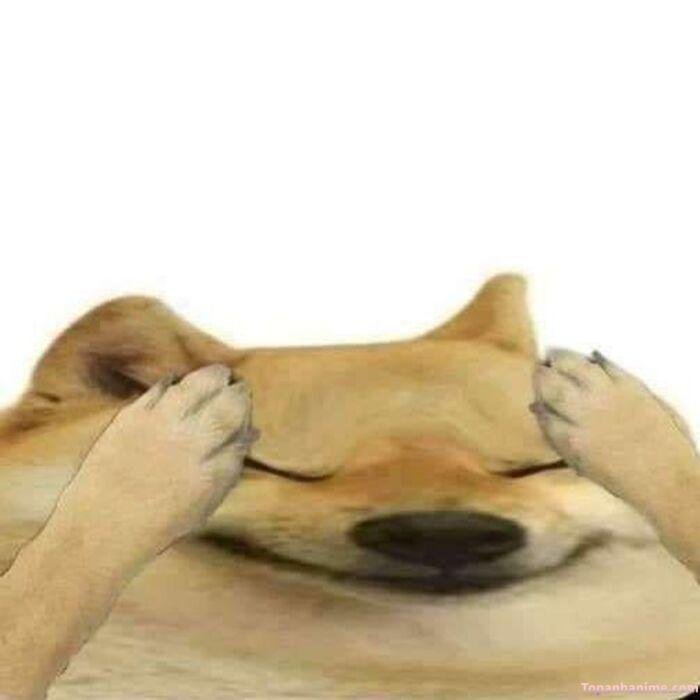 ảnh cheems meme hài