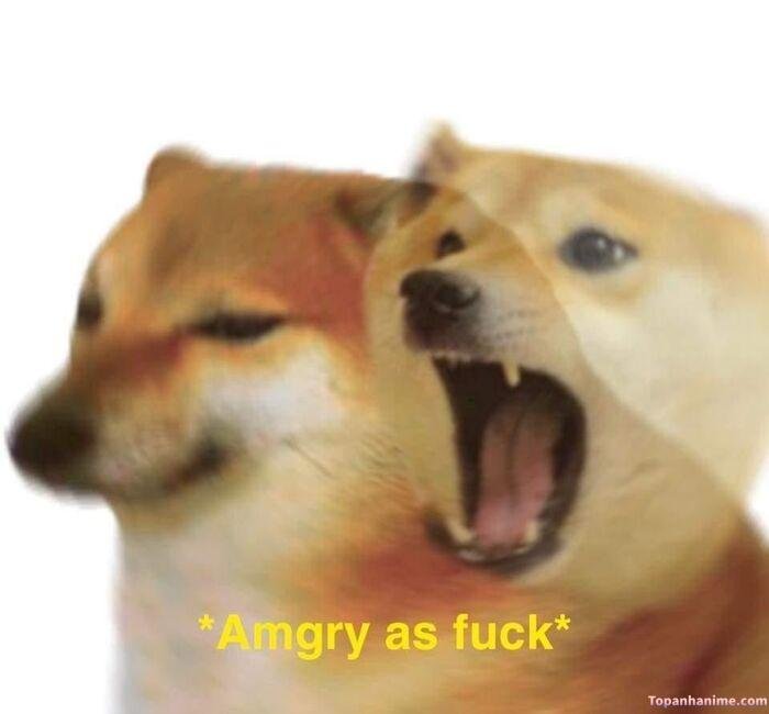 ảnh cheems meme viral nhất