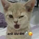 ảnh meme mèo bựa cực chất