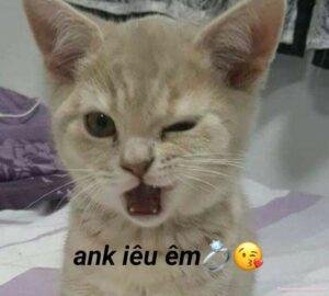 ảnh meme mèo bựa cực chất