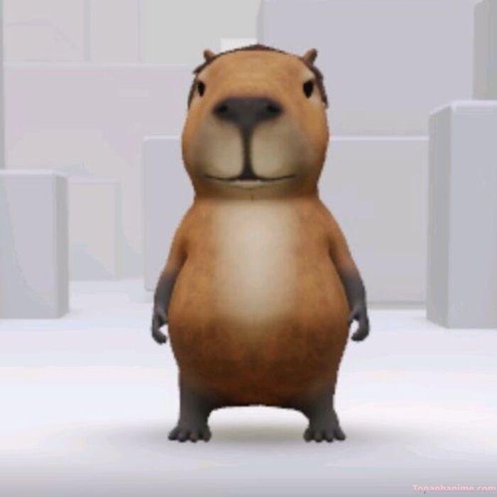 capybara meme bựa hài