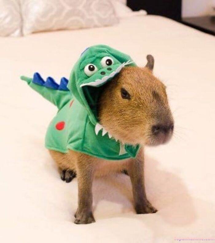 capybara meme cực hài