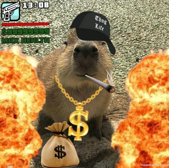 capybara meme gang