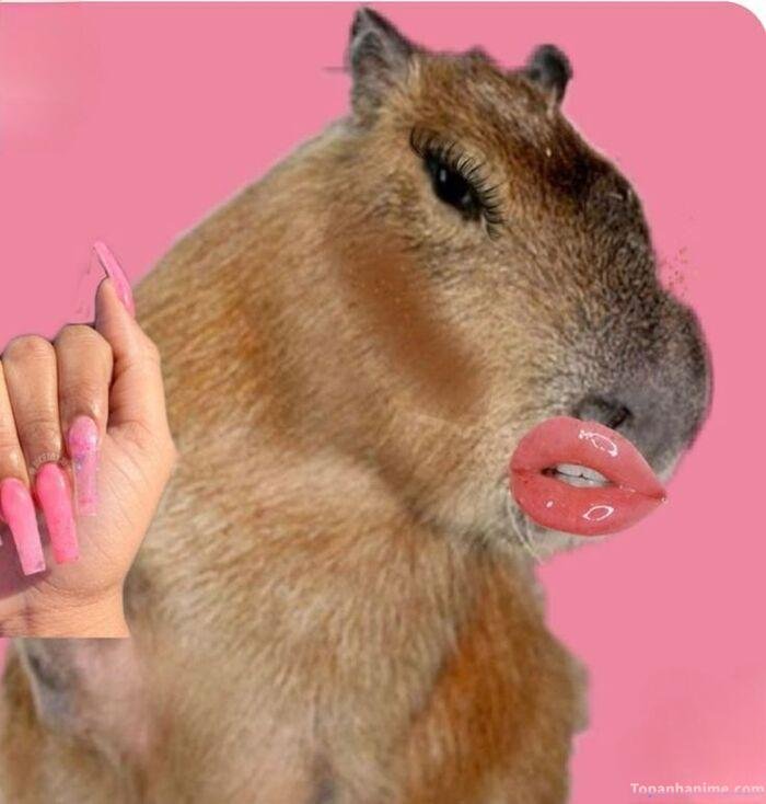 capybara meme nail