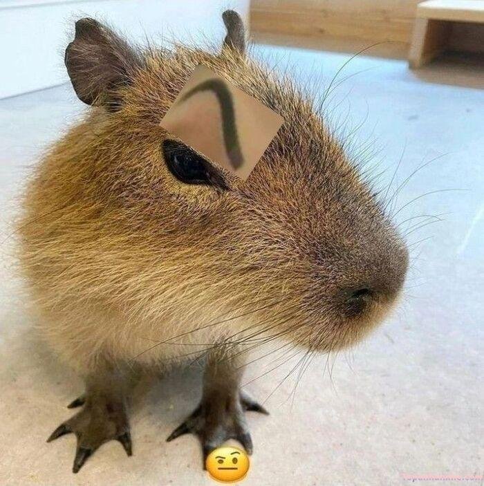 capybara meme nhìn cạn lời