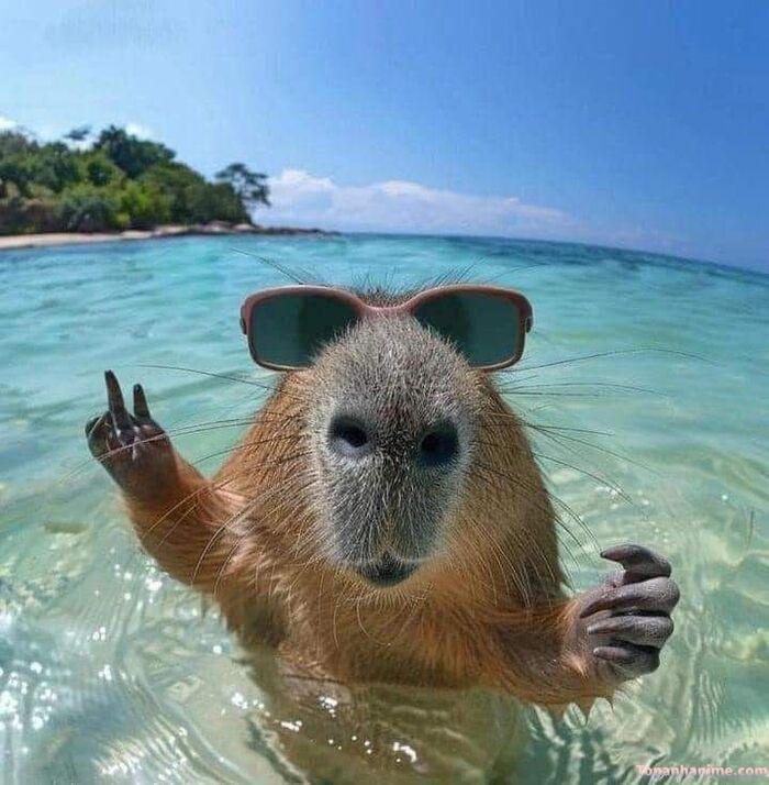 capybara meme nhưng hài
