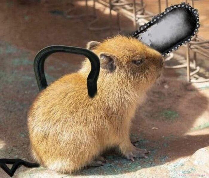 capybara meme pochita