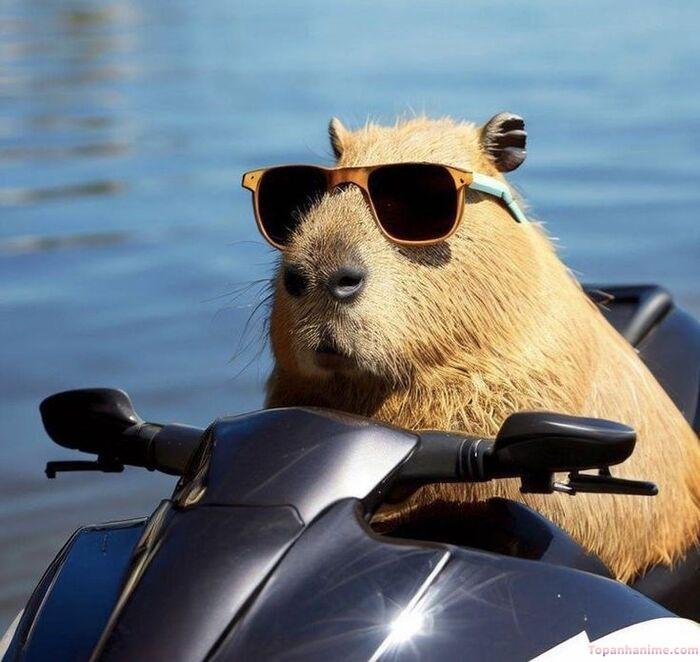 capybara meme siêu bựa