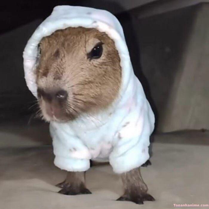capybara meme siêu hài