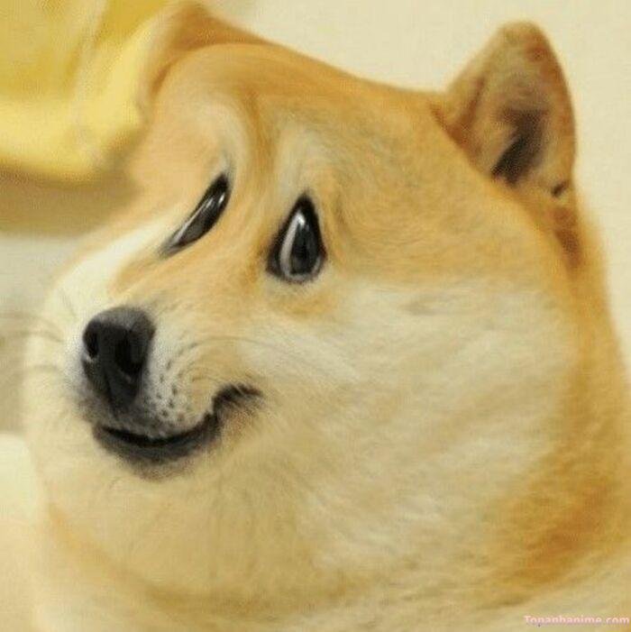 cheems meme cực bựa