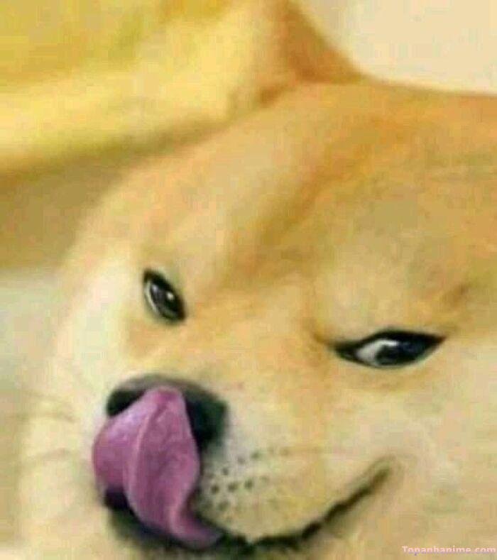cheems meme lầy