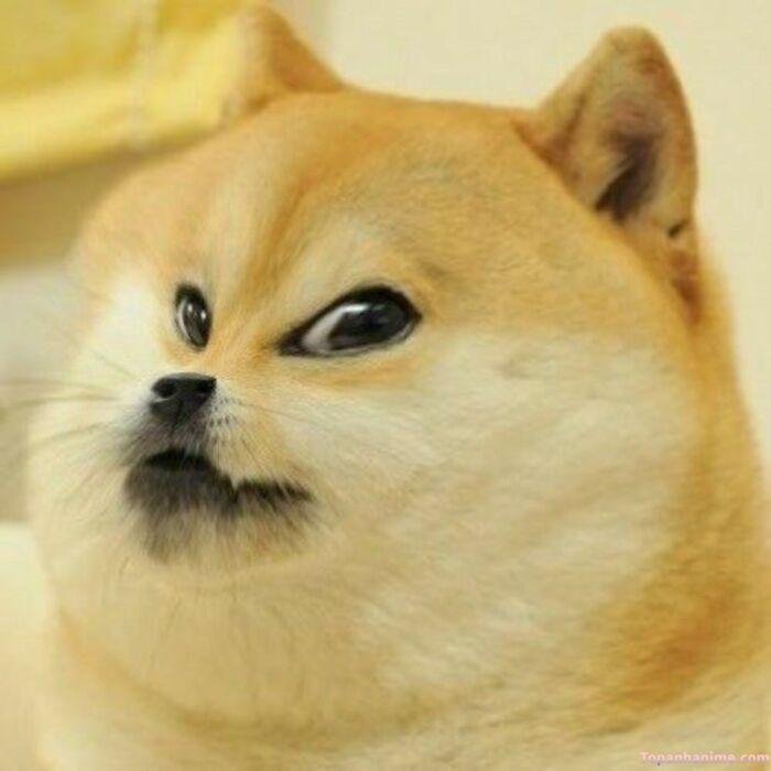 cheems meme lố viral