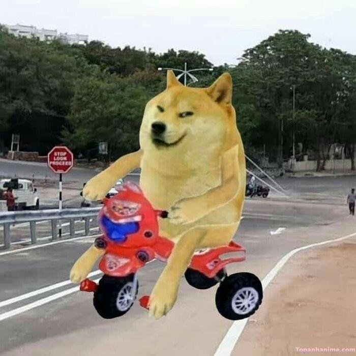 cheems meme siêu hài
