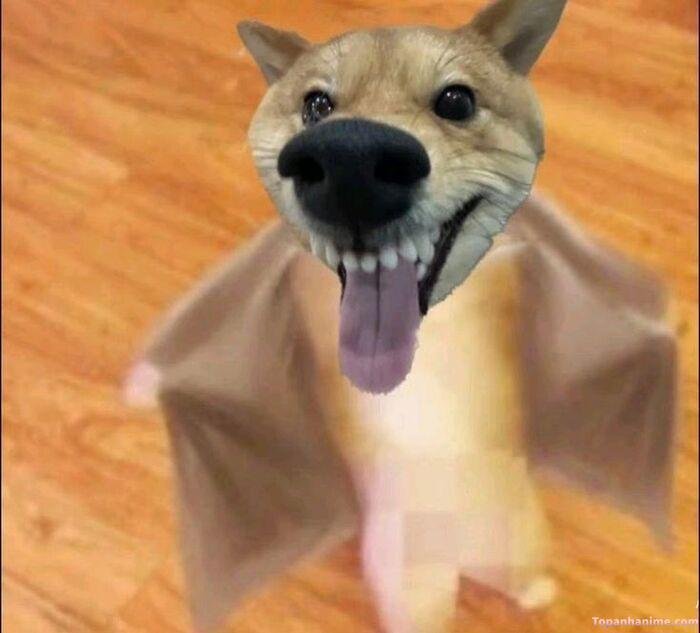 cheems meme siêu lầy