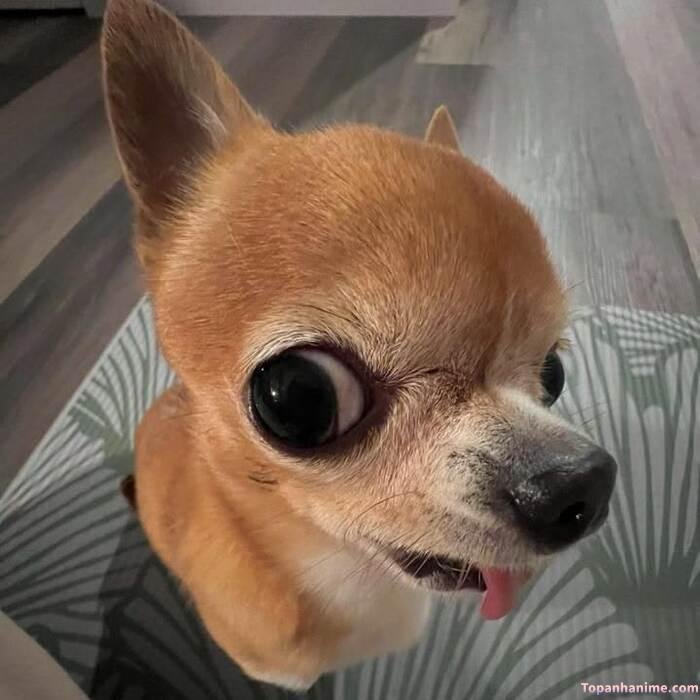 chó meme ánh mắt tội nghiệp