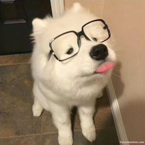 chó meme kiểu bất lực