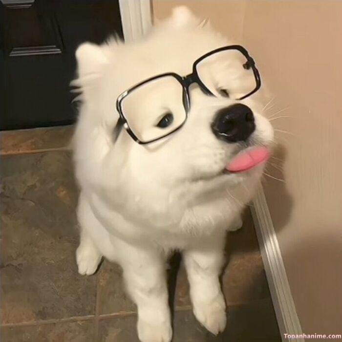 chó meme kiểu bất lực