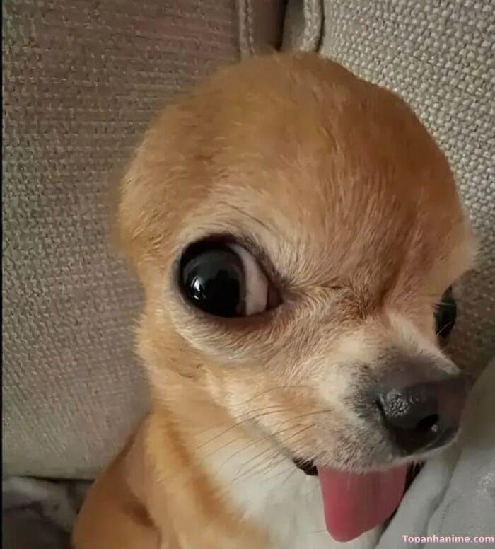 chó meme kiểu nhờn
