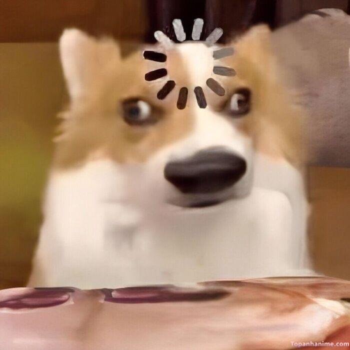 chó meme style đáng yêu