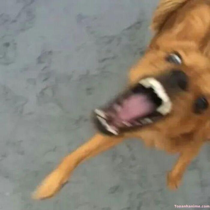 chó meme vibe buồn cười