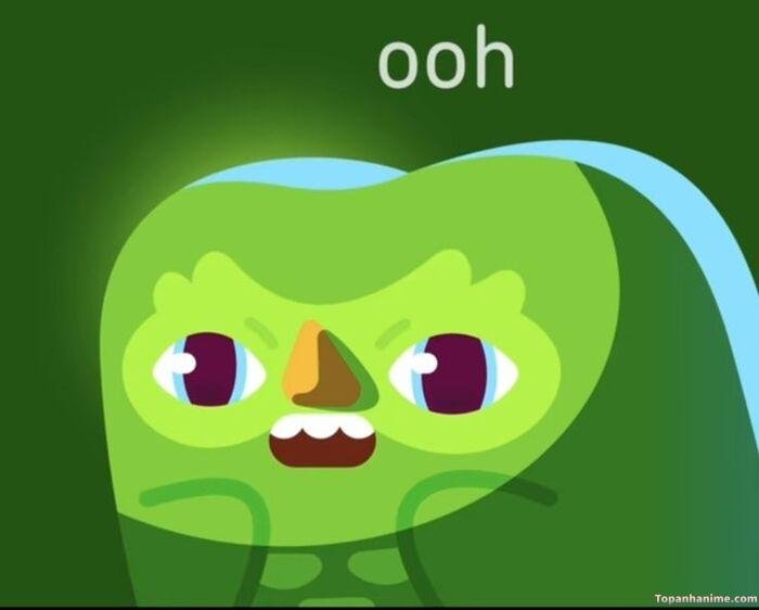 duolingo meme cực hài