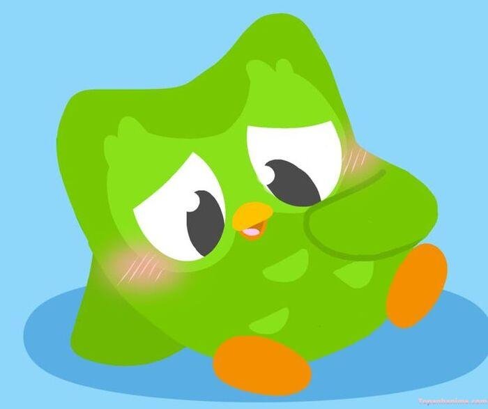 duolingo meme đẹp hài