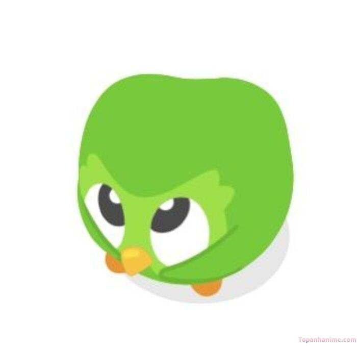 duolingo meme ngước