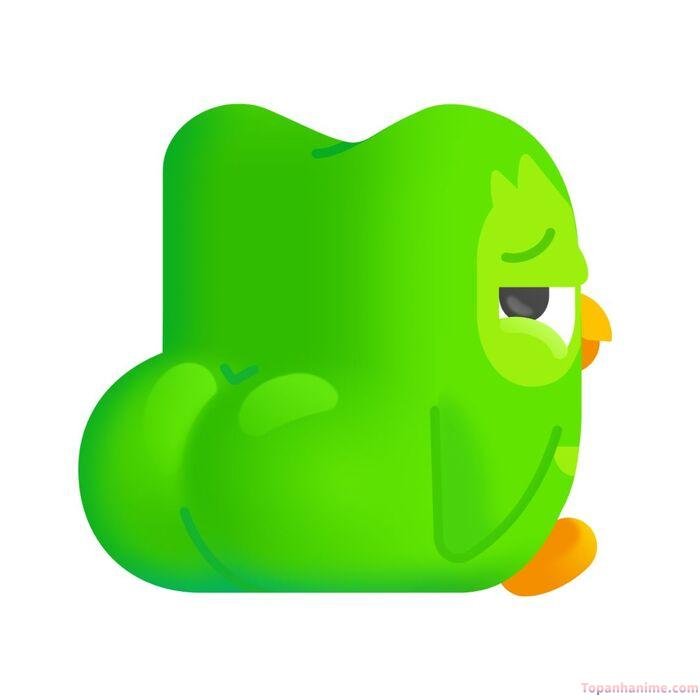 duolingo meme nhìn bựa