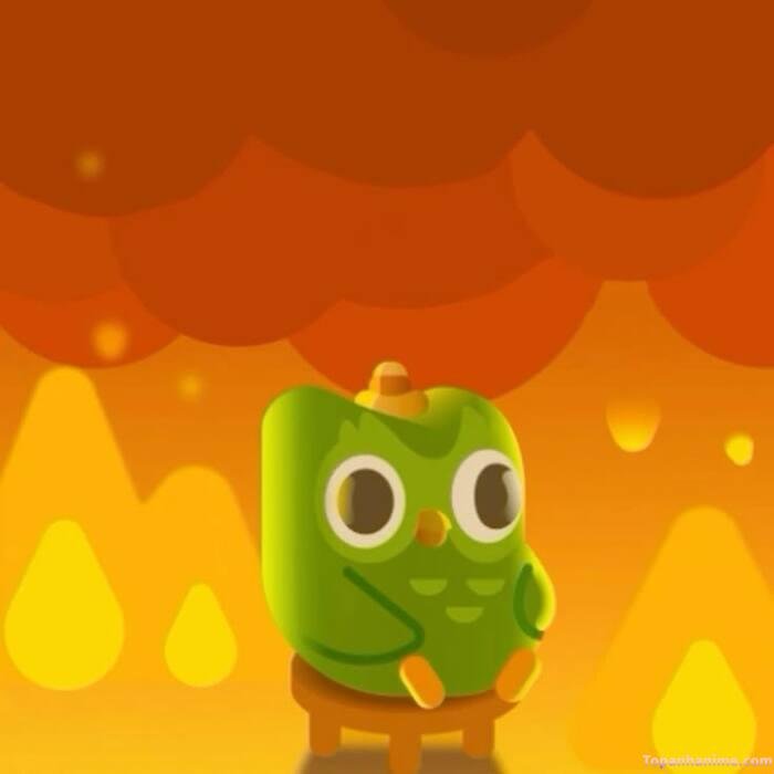 duolingo meme nhìn cạn lời