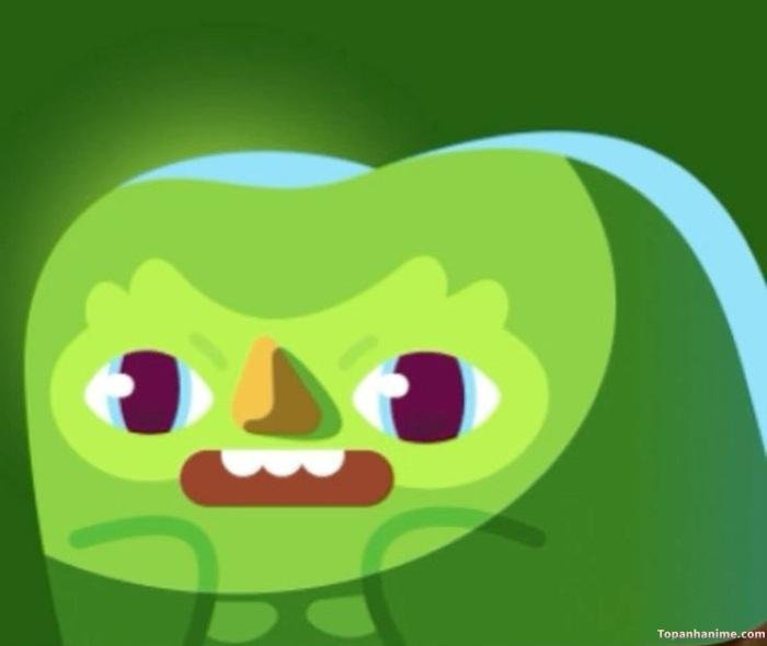 duolingo meme nhìn mắc cười