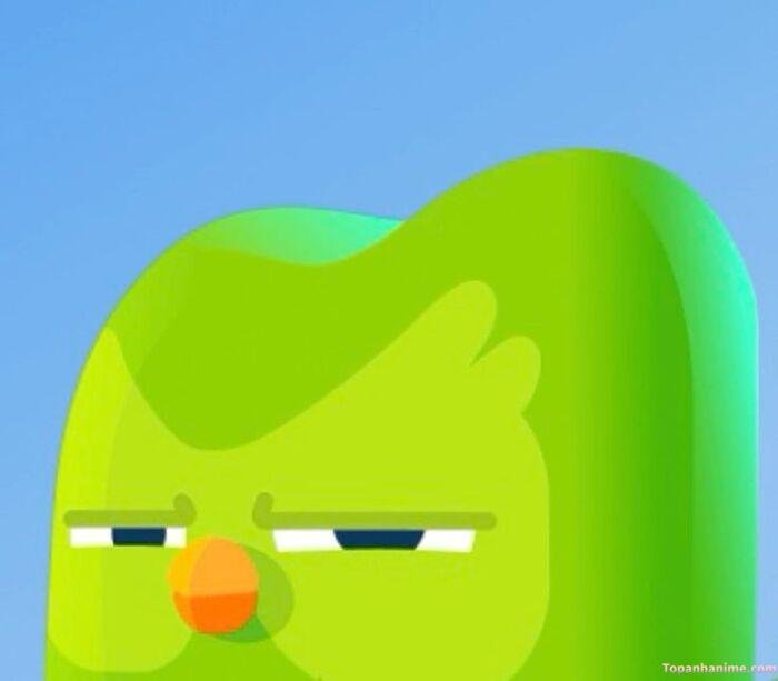 duolingo meme siêu đáng yêu