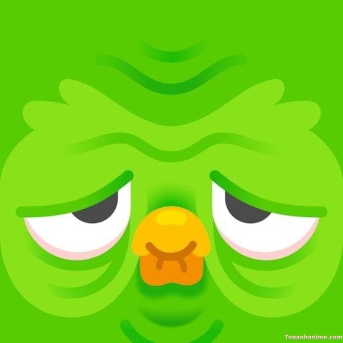 duolingo meme vibe cà khịa