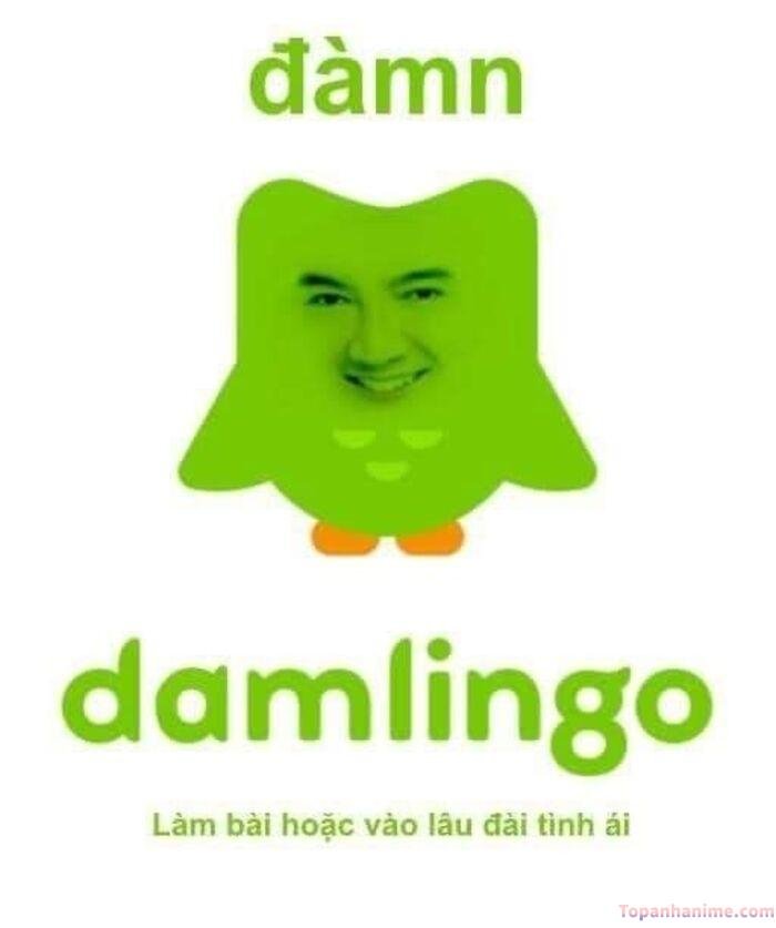 duolingo meme vibe hài nhẹ