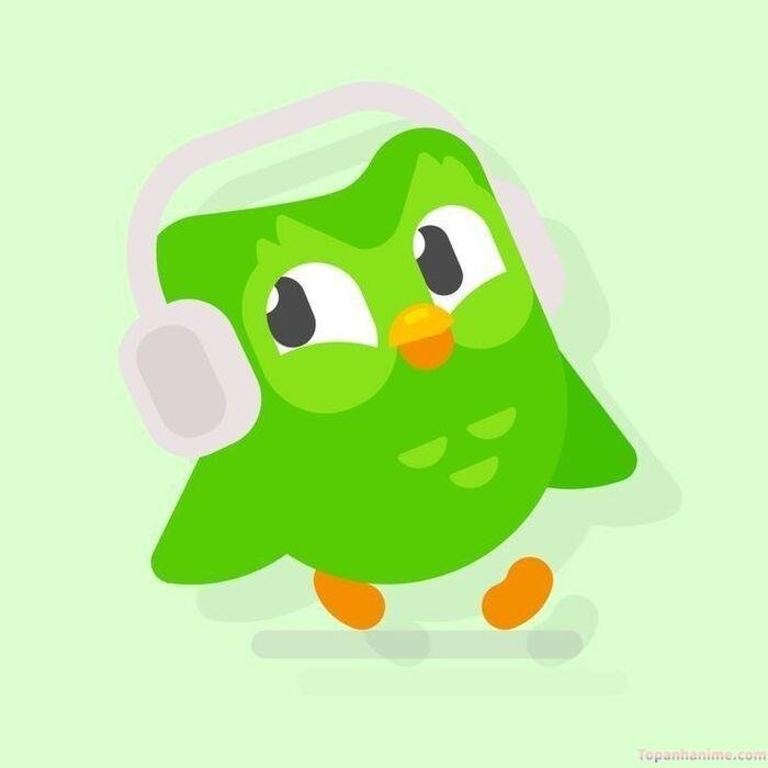 duolingo meme vui vẻ