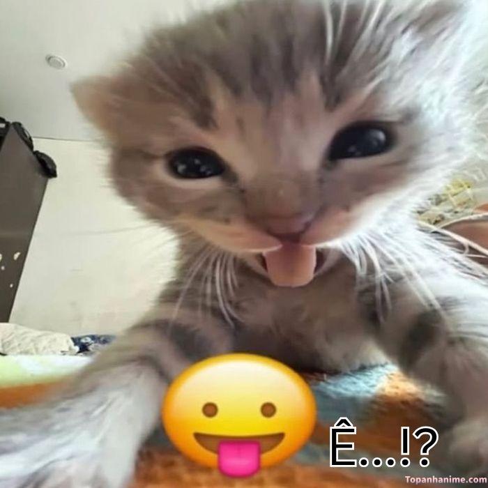 ê meme mèo xinh