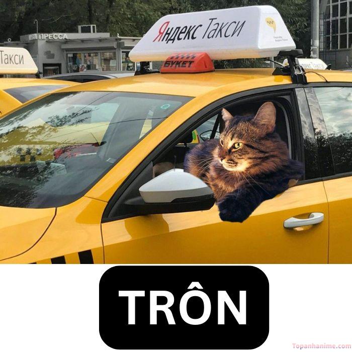 fake taxi meme cực trôn