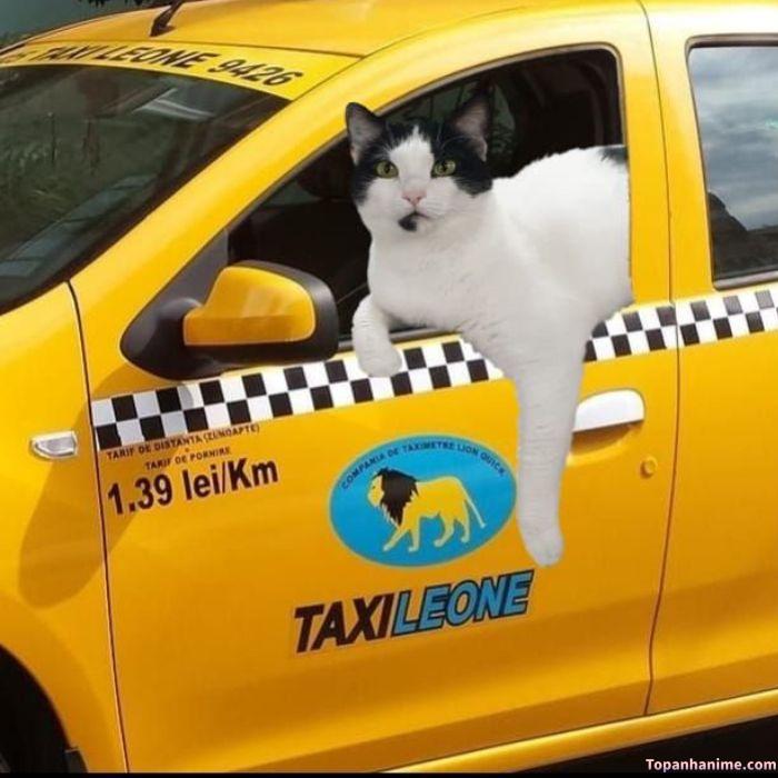 fake taxi meme mèo chế