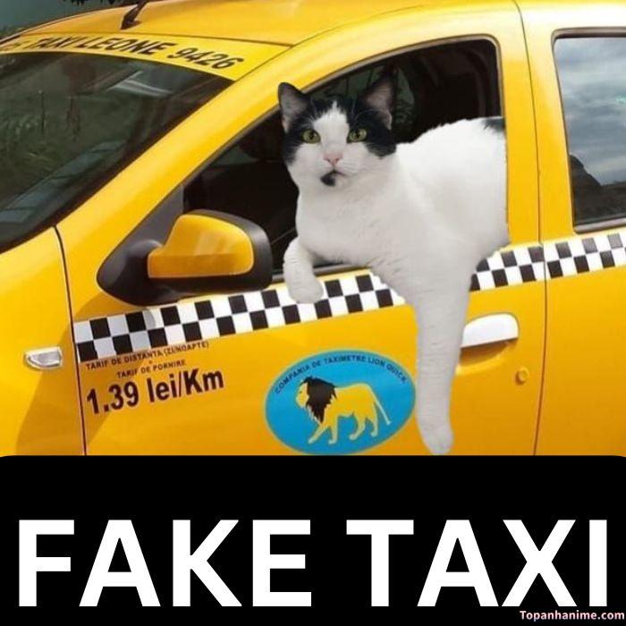 fake taxi meme mèo