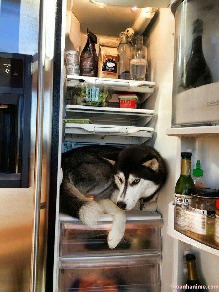 husky meme ánh mắt ngơ ngác