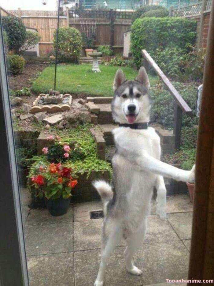 husky meme biểu cảm khó hiểu