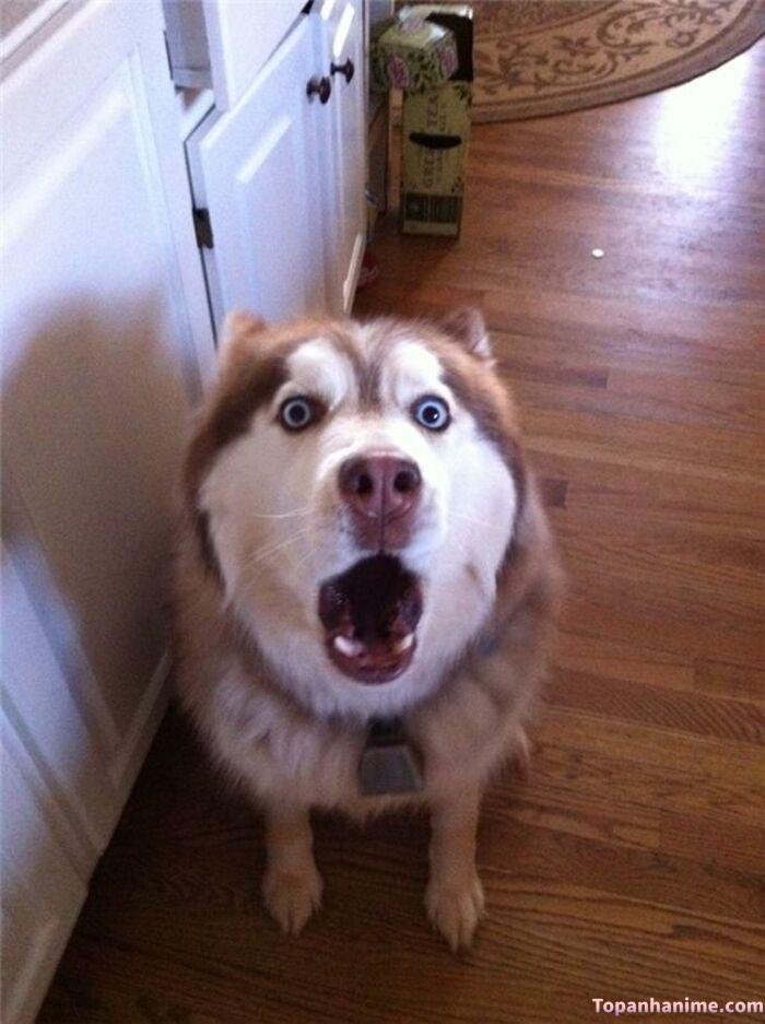 husky meme biểu cảm lố